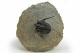 Beautiful Spiny Cyphaspis Trilobite - Morocco #312260-3